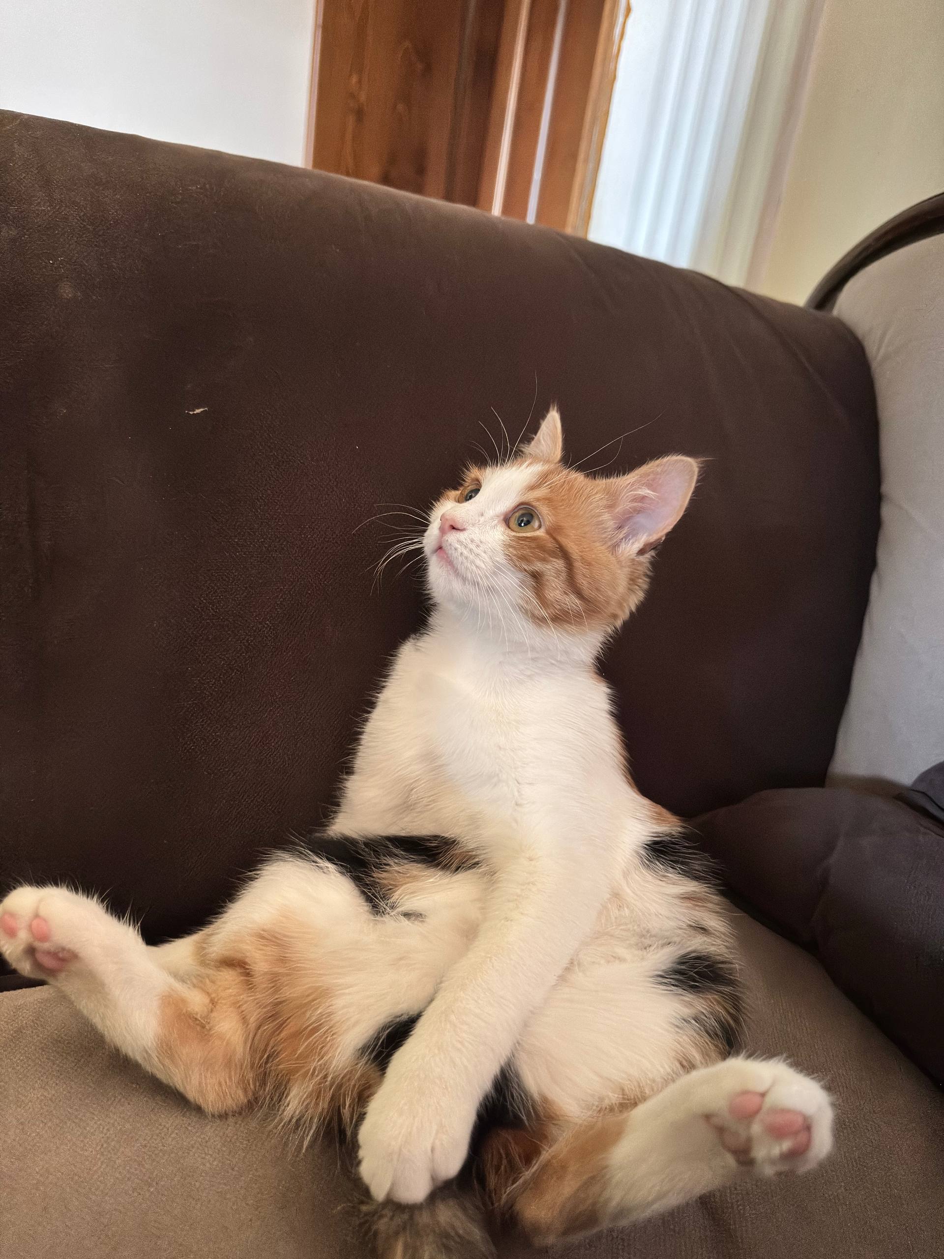 cat